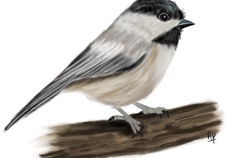 Paint a chickadee in procreate