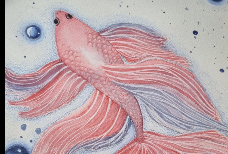 Pez betta en acuarela y lápices de colores