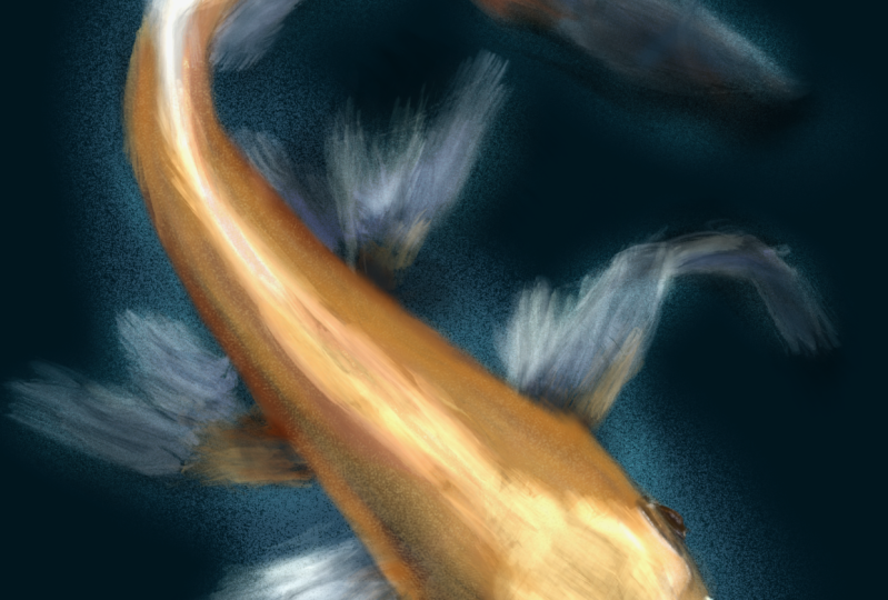 Koi