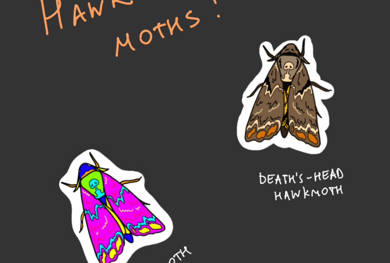Hawkmoths' stickers