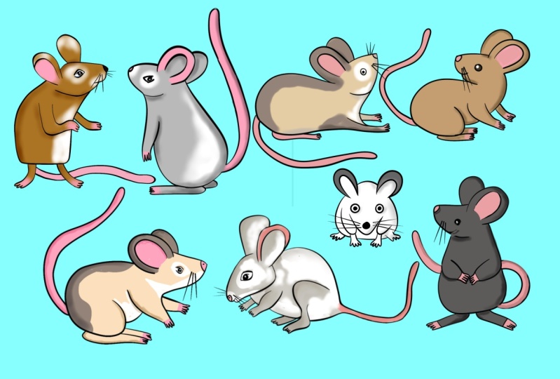 Mice