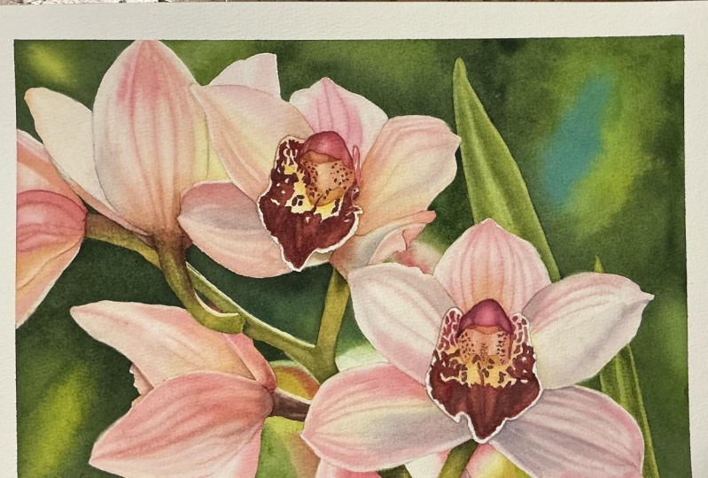 Chris’ Beautiful Orchids