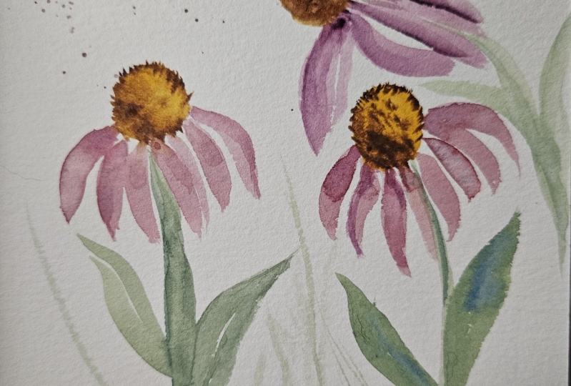 Coneflower sketchbook