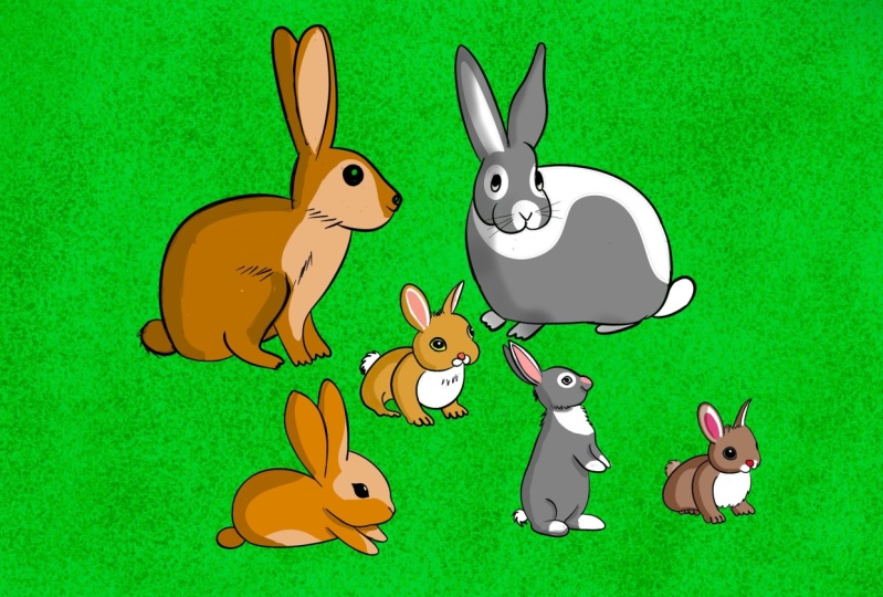 Bunny