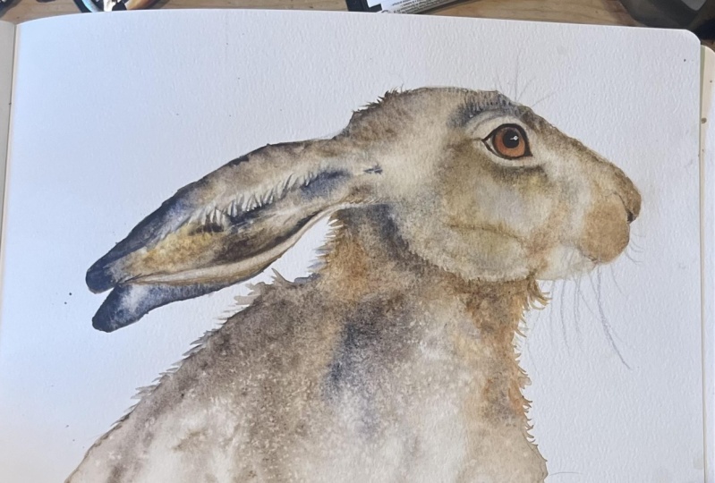 Archie the wild hare