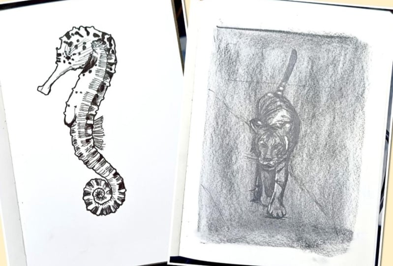 Drawing animals