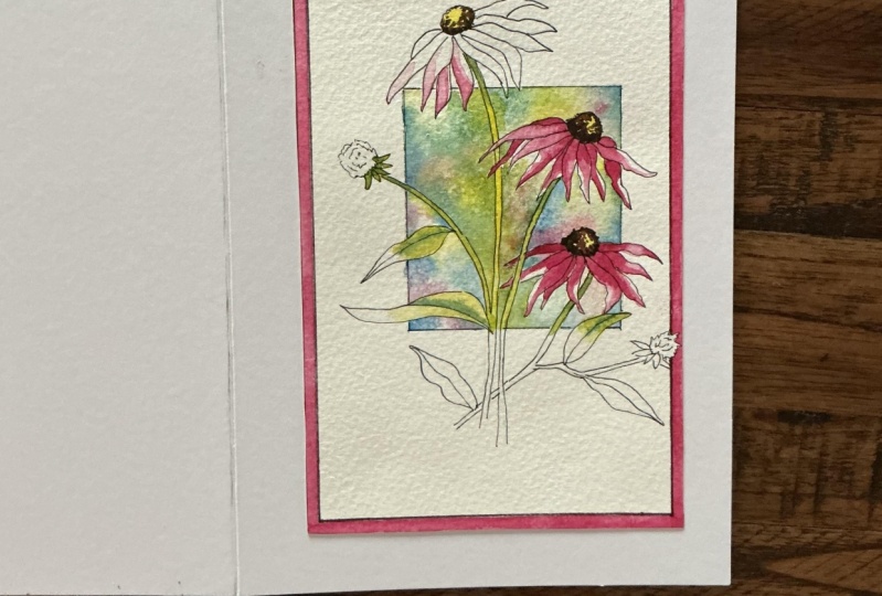 Carrie’s Echinacea