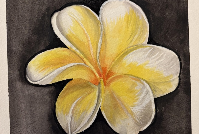 Plumeria