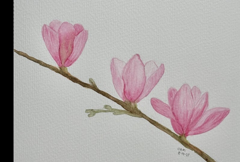 Magnolia