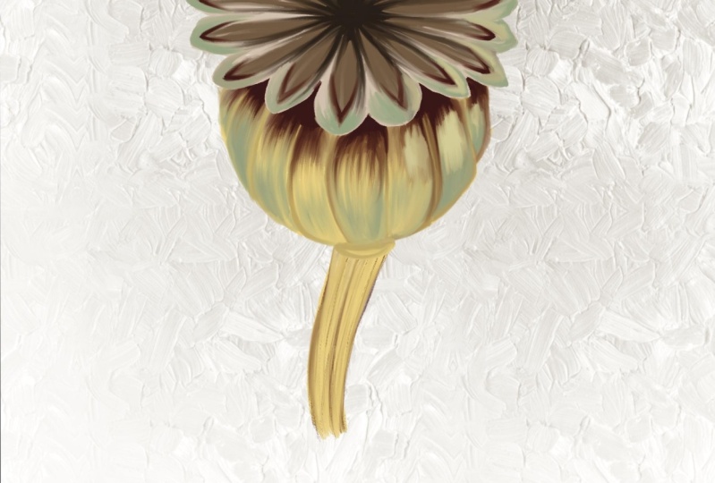 Seed pod