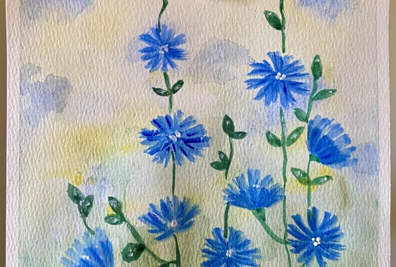 Chicory flowers
