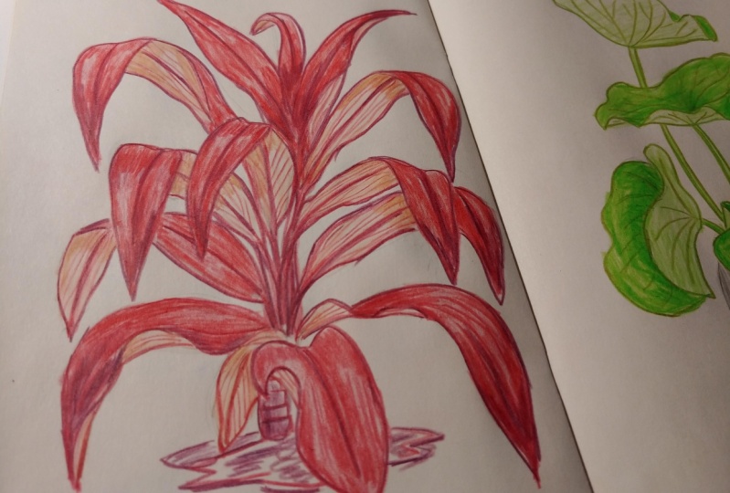 Dracena - Bent leaves practice