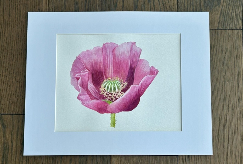 Poppy-Realistic Watercolor painting