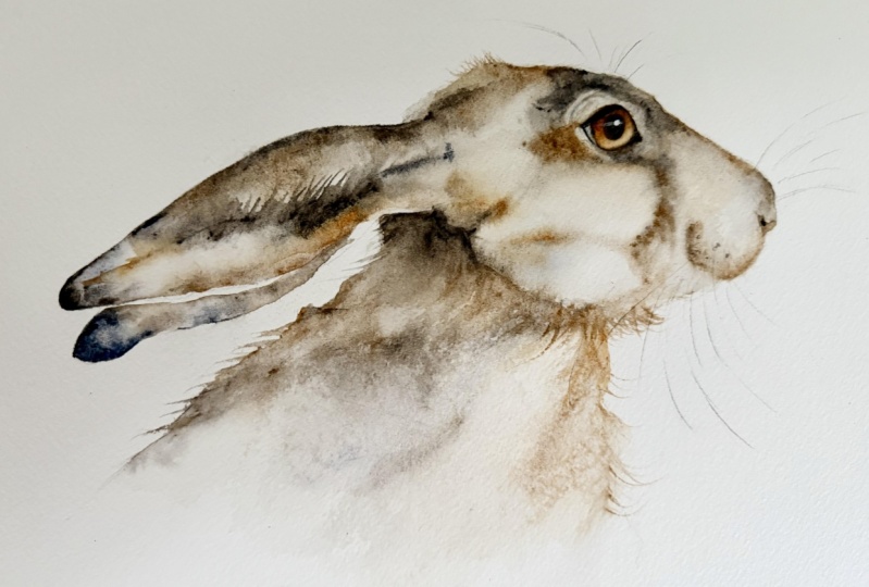 Summer Hare