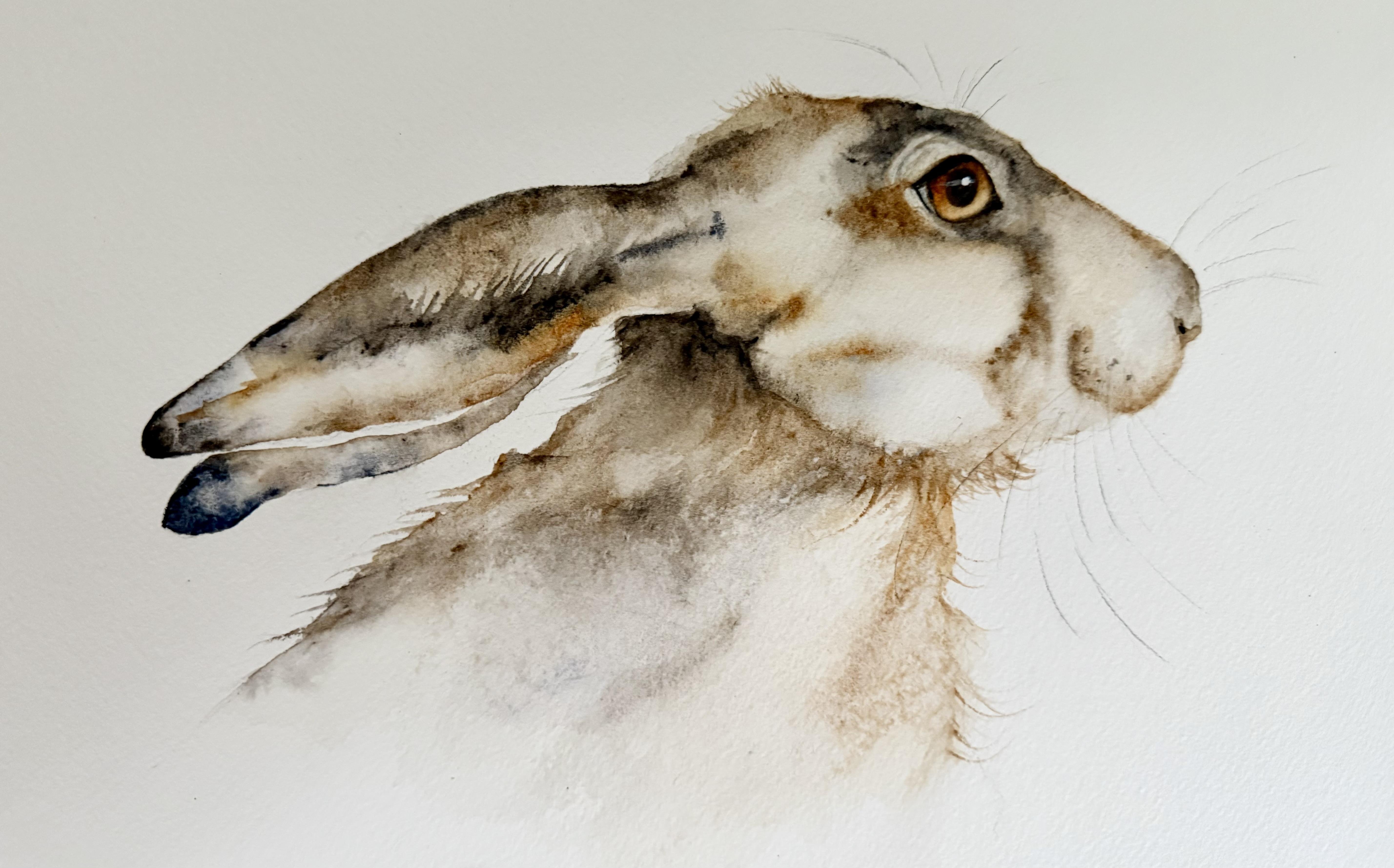 Summer Hare - student project