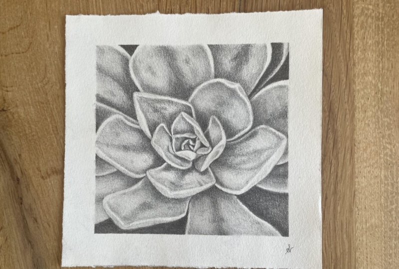 Succulent - shading with graphite pencils