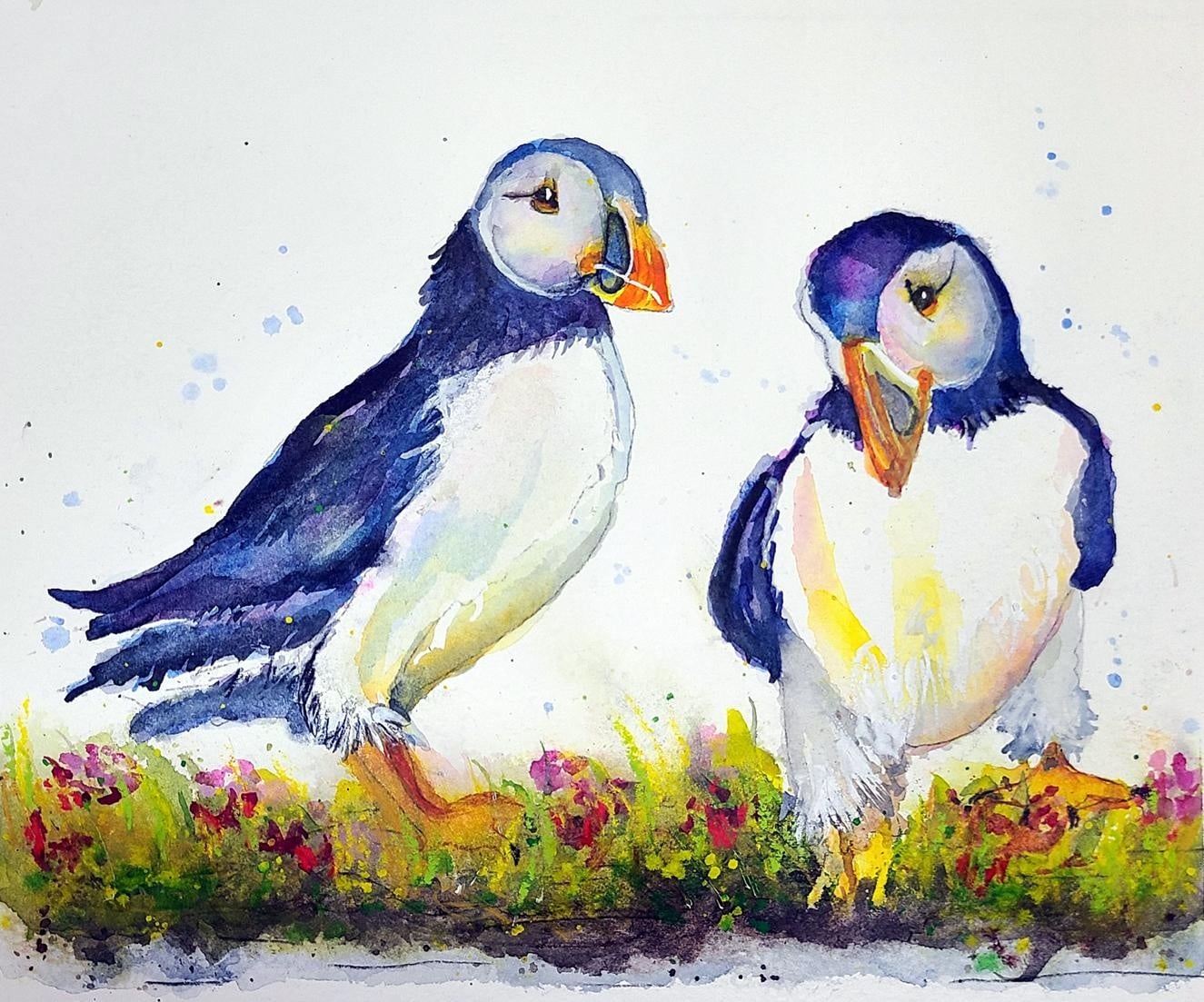 Puffins confer - student project