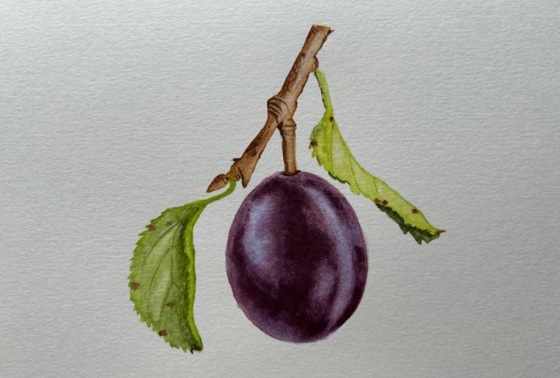 Realistic Plum