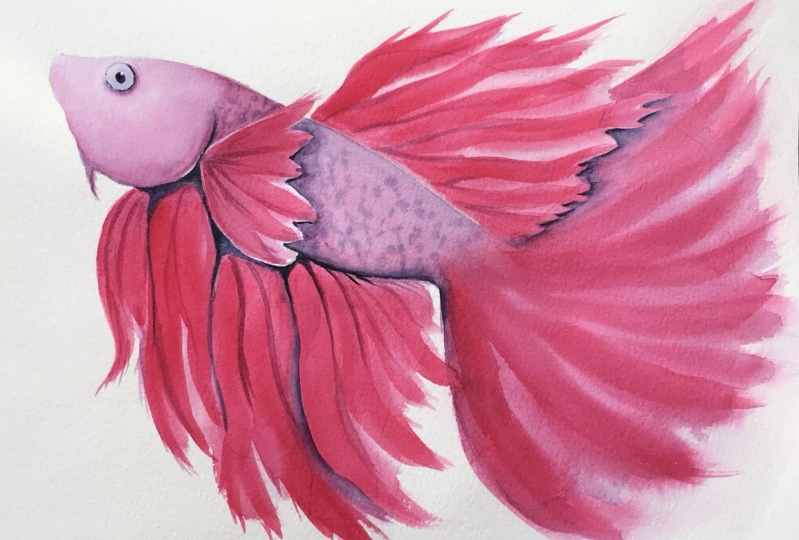 Betta Fish