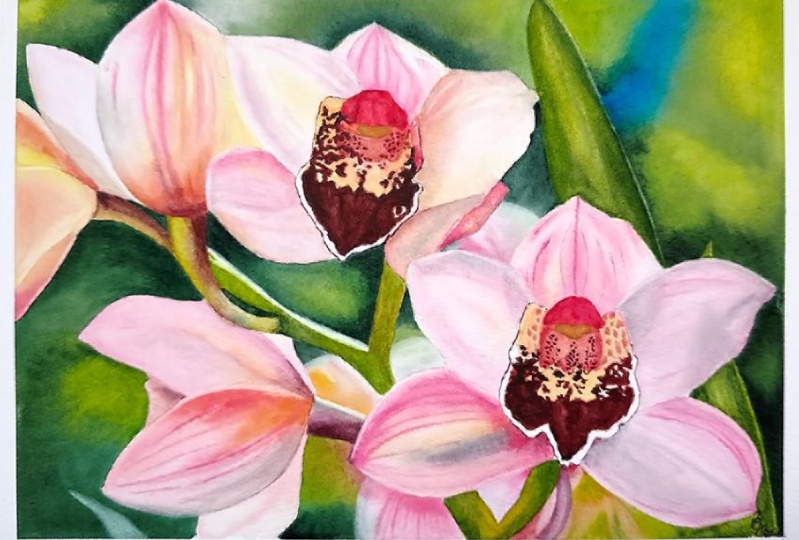 My orchids
