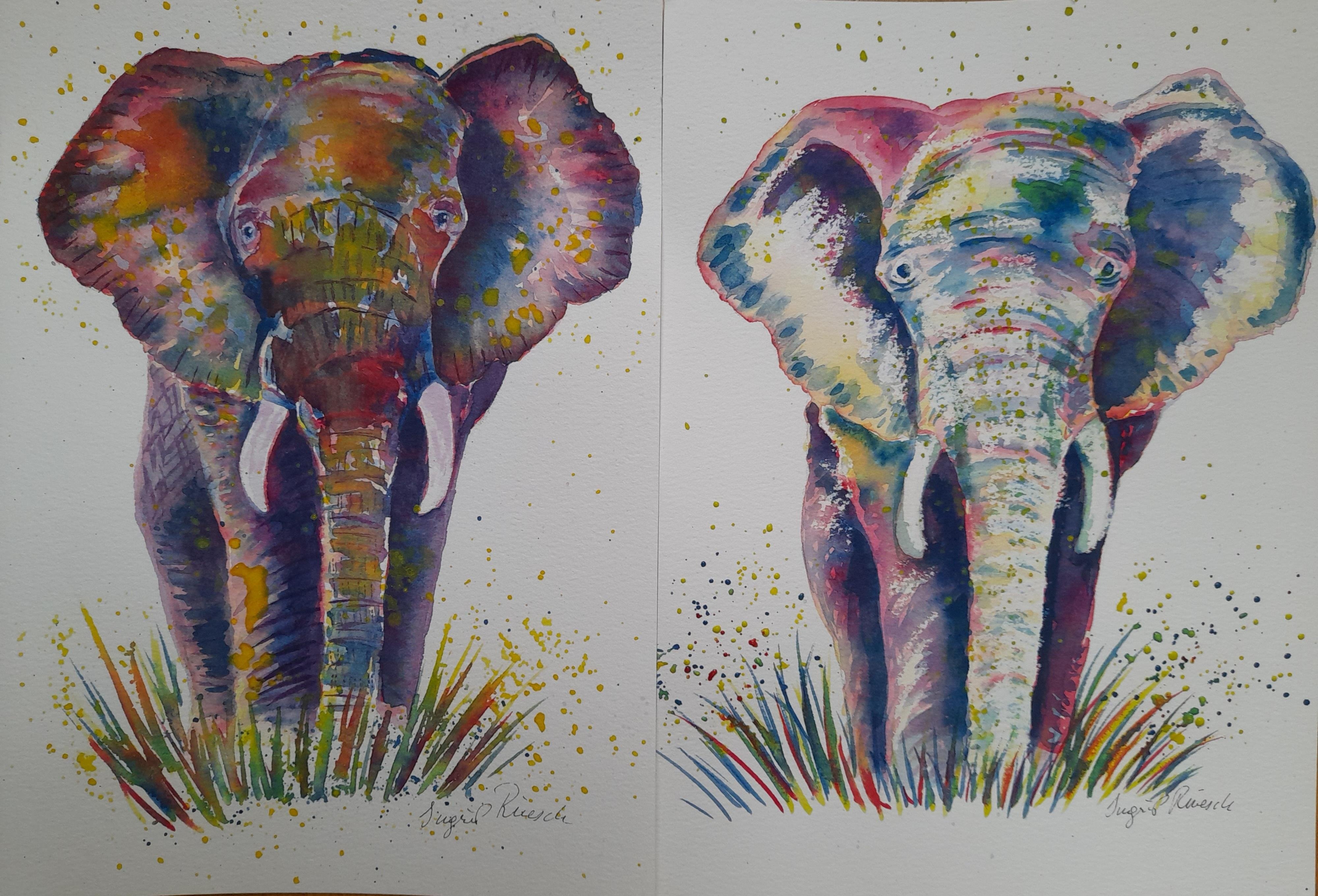 elephants - student project
