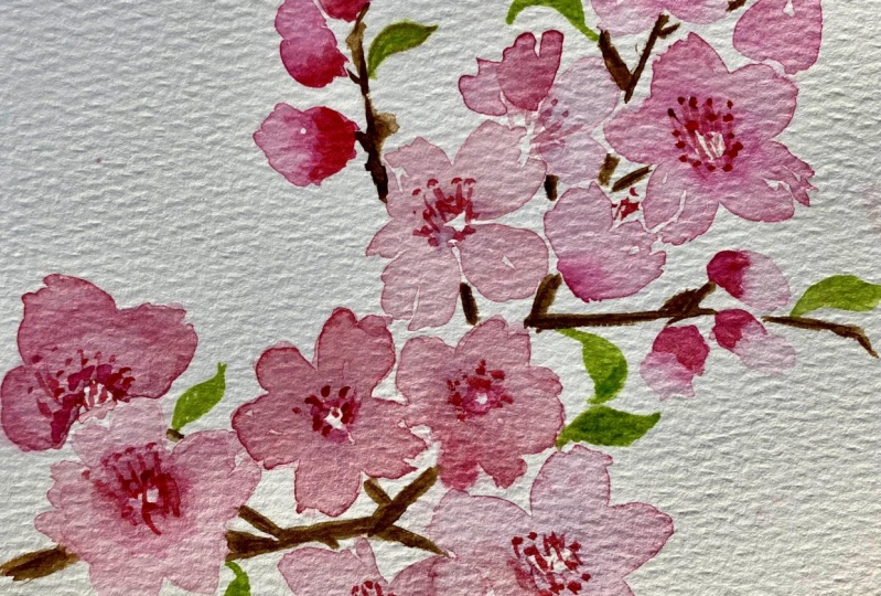 Cherry blossoms