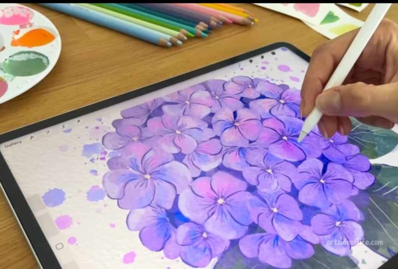 Hydrangea
