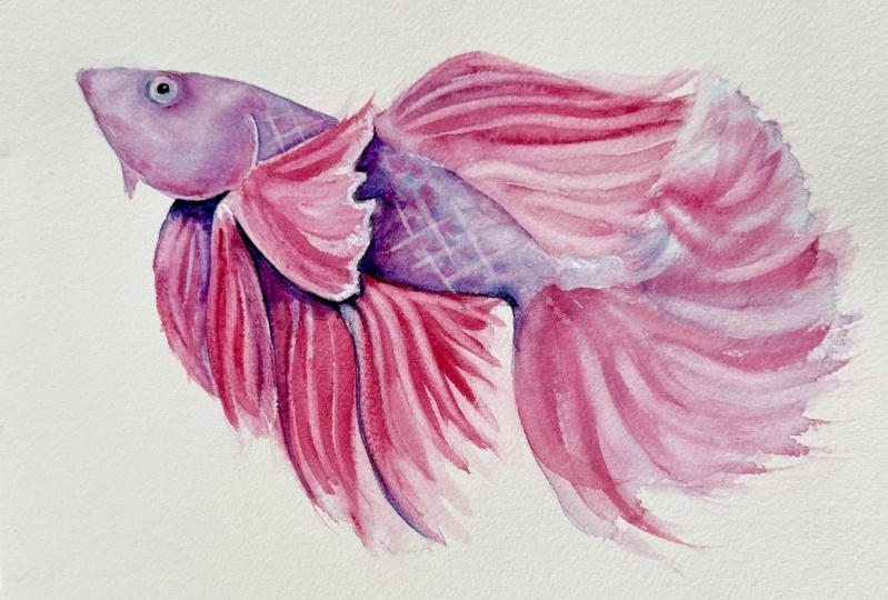 Betta Fish