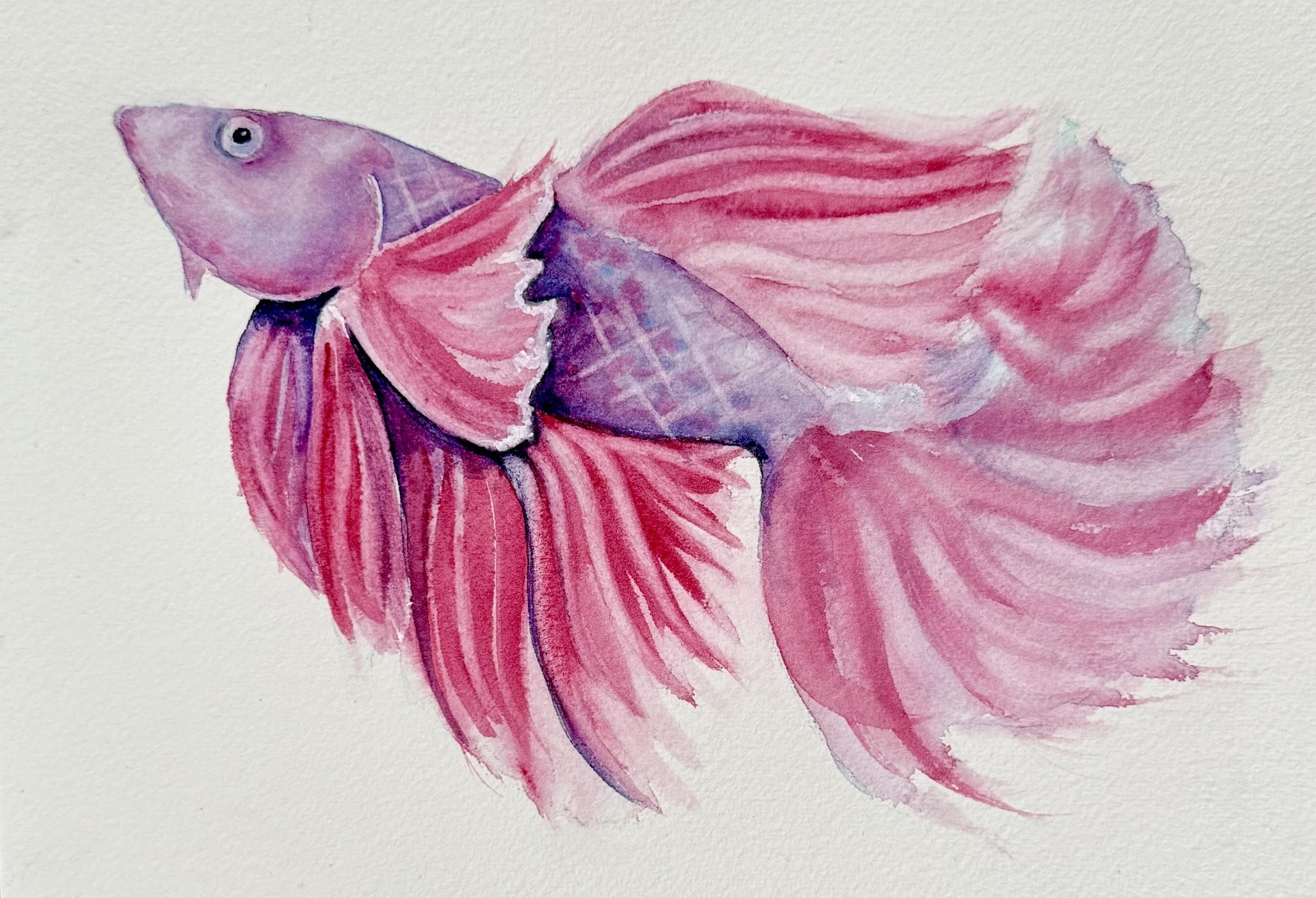 Betta Fish - student project