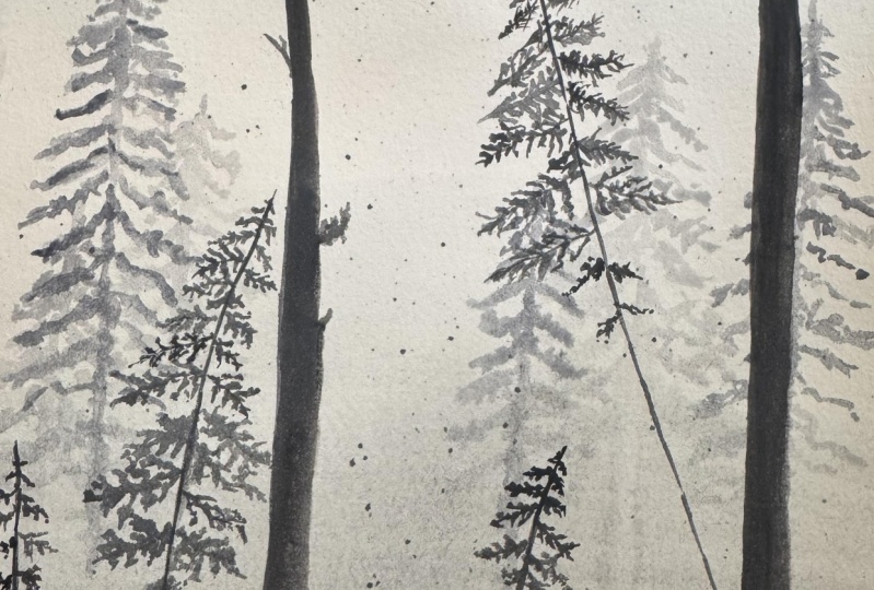 Misty forest
