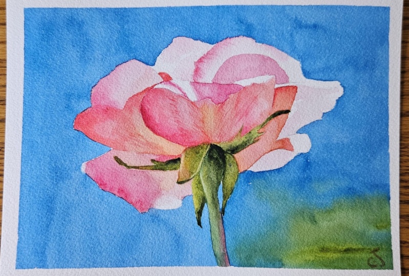 W/C rose 082825