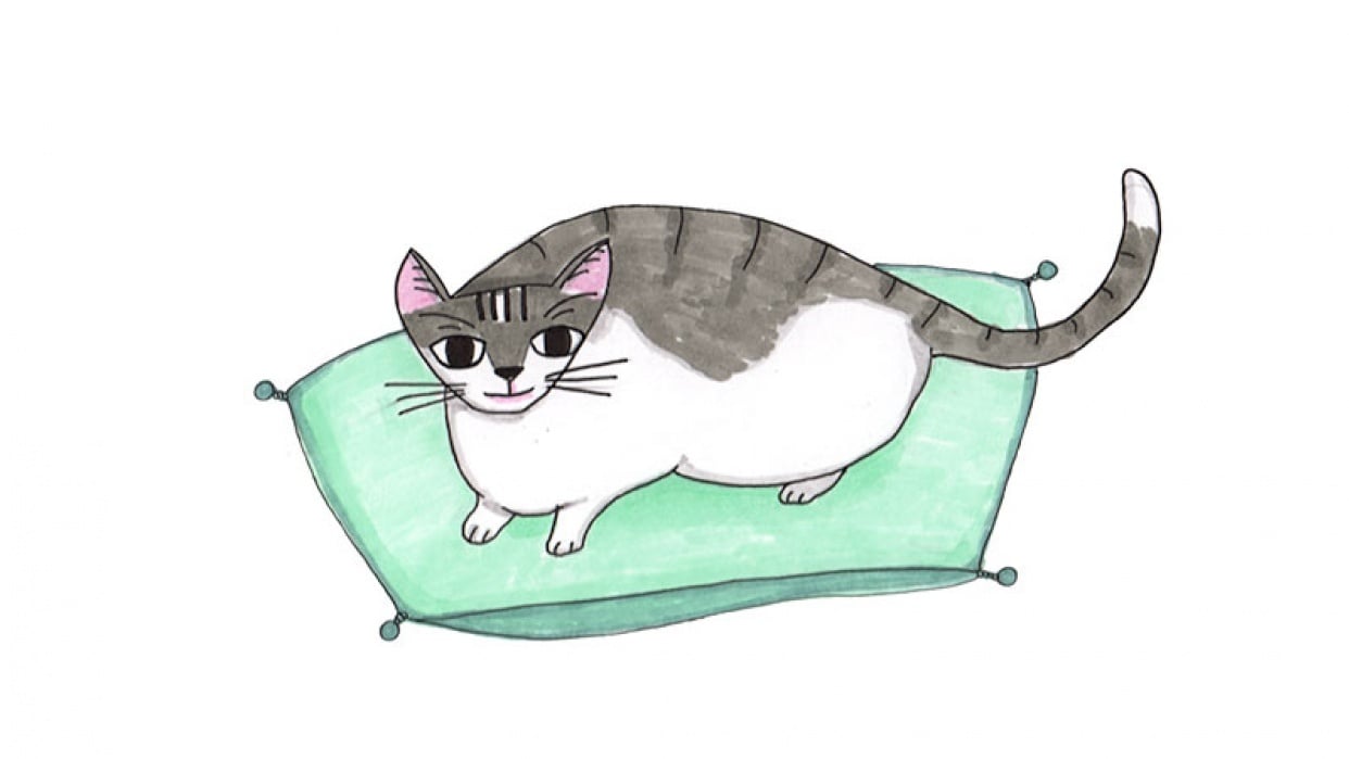 Madame Bovary cat - student project
