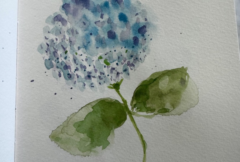 Hydrangea