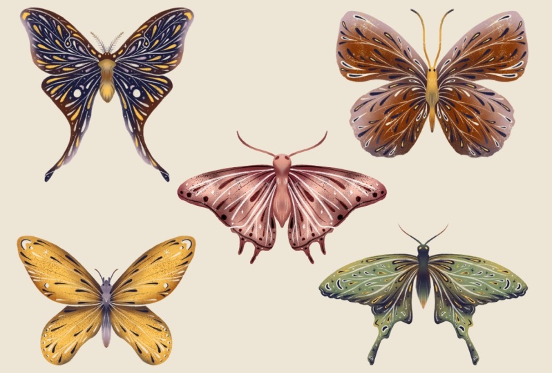Butterfly Collection