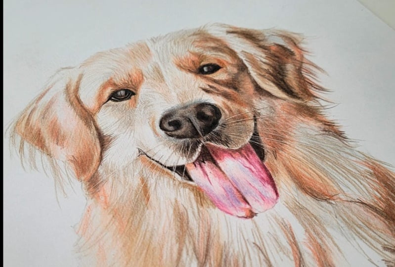 Labrador