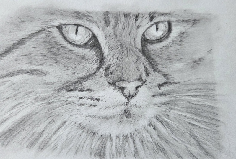 My cat