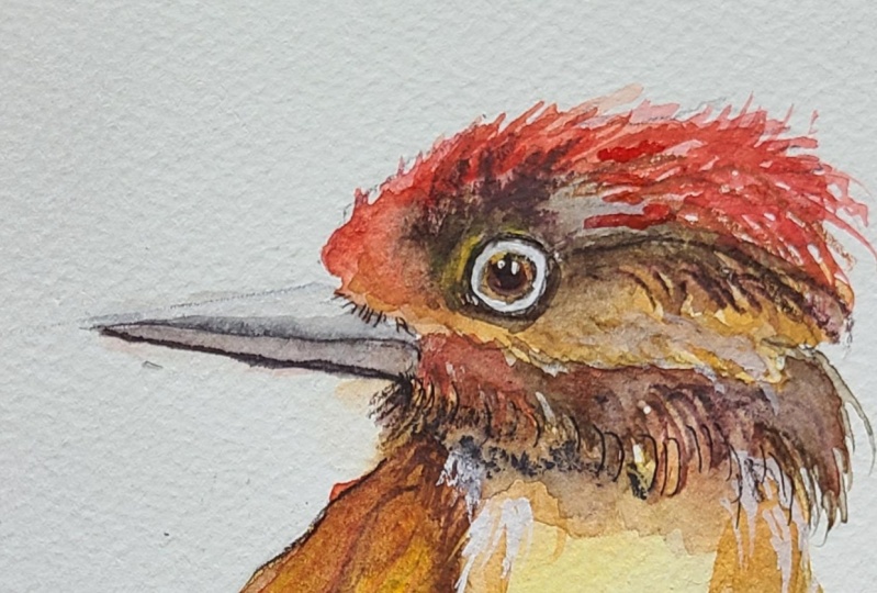 Little woodpecker