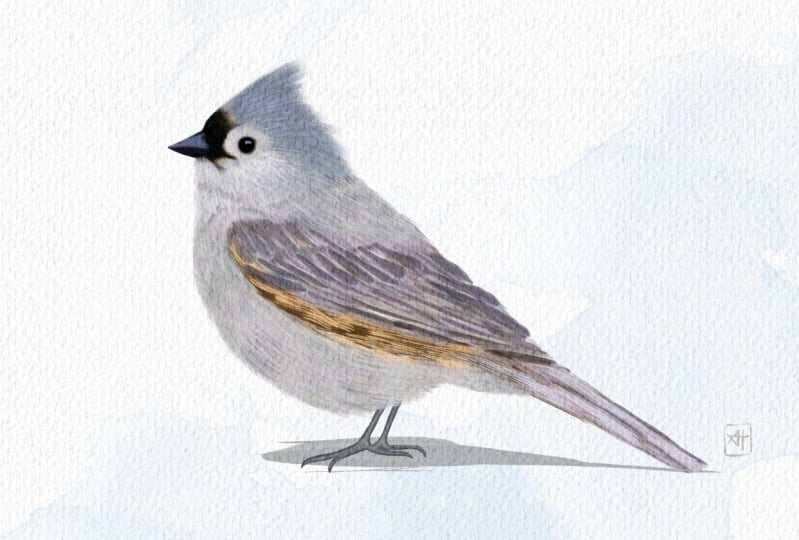 Illustrate Birds in Procreate