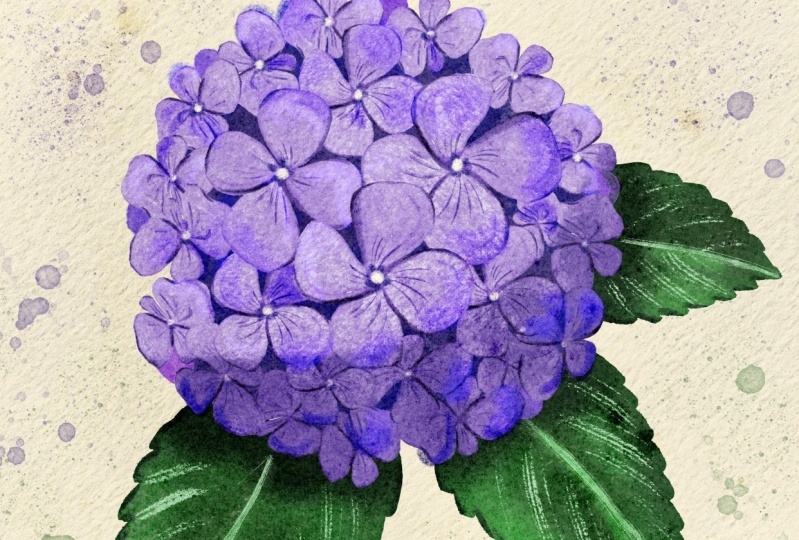 My first Hydrangea