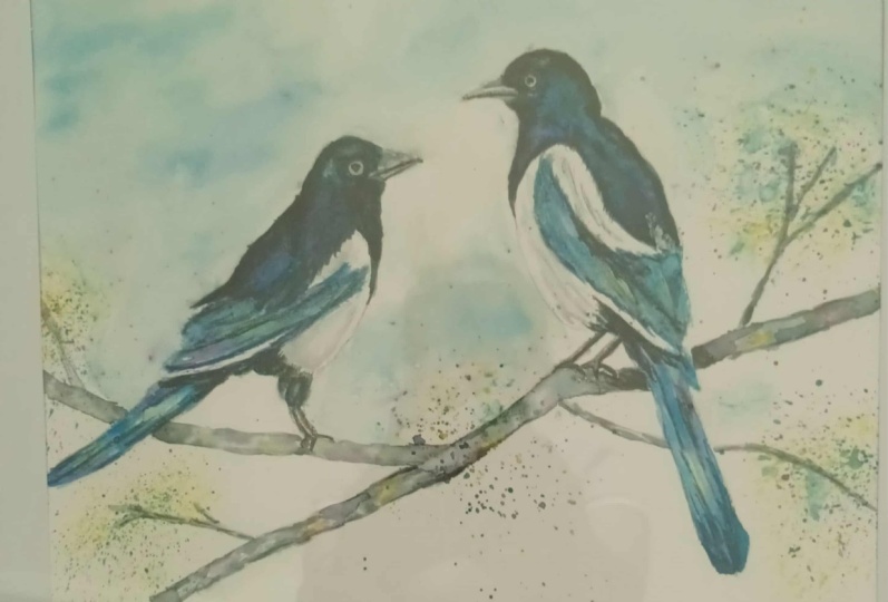 Magpies