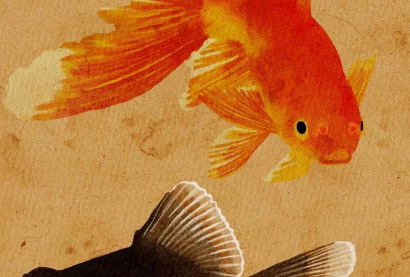 My procreate goldfish