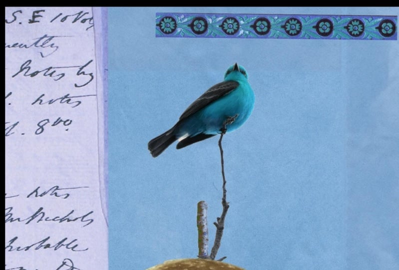 BLUE BIRD IN HEAVEN