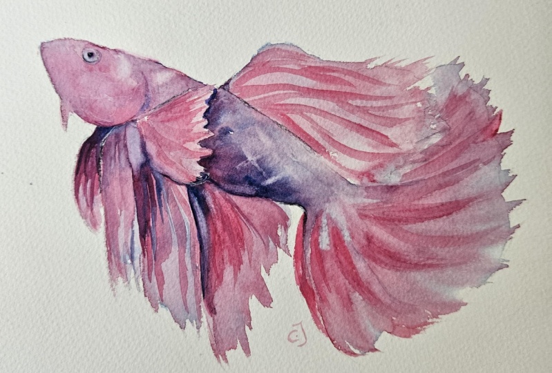 Pink betta fish