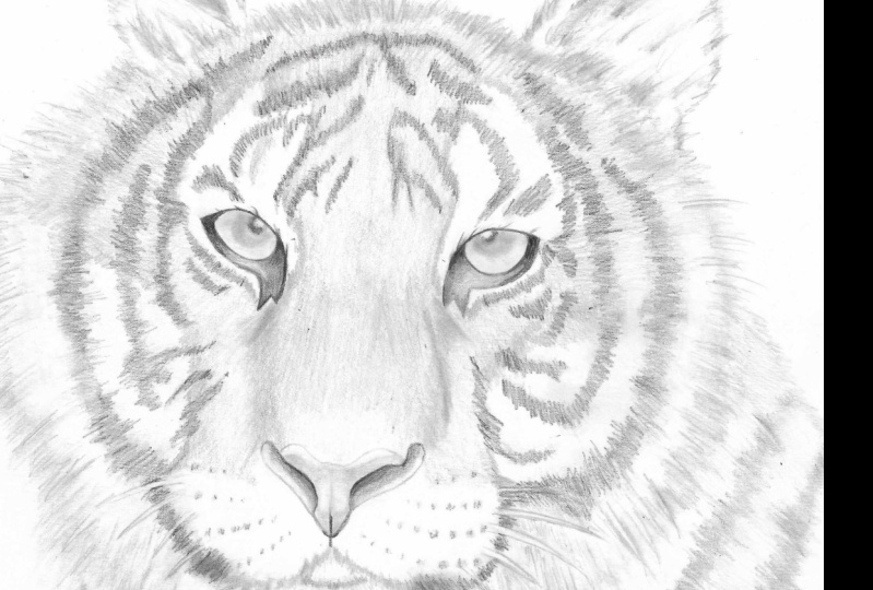 Tiger, Dog's Snout and Dog's Eye
