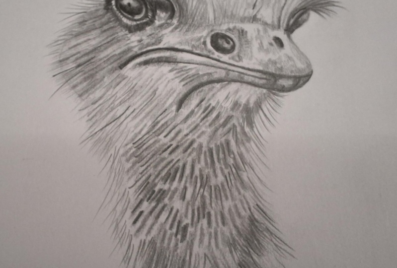 Ostrich