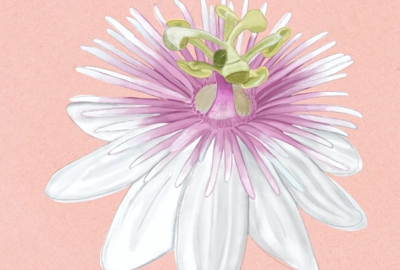 Passion Flower