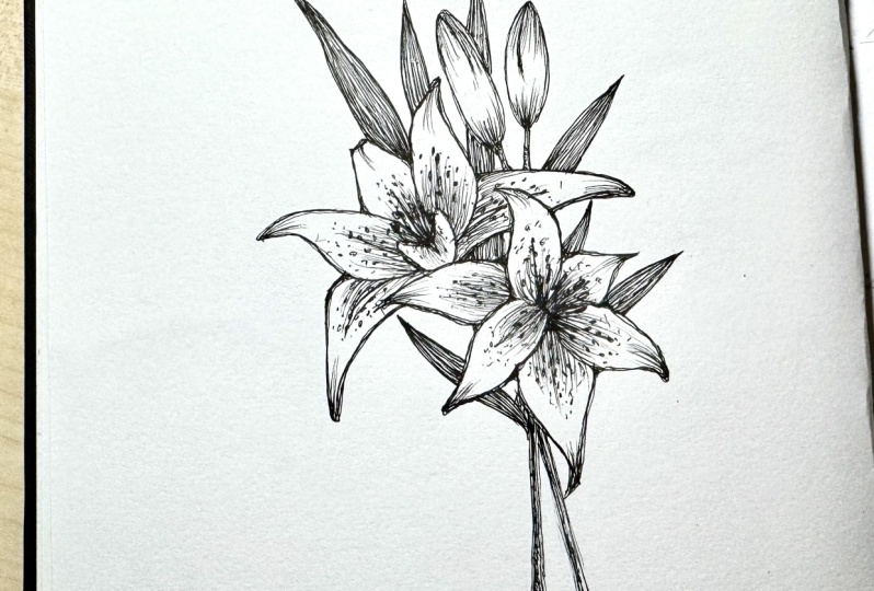 Drawing Lilies