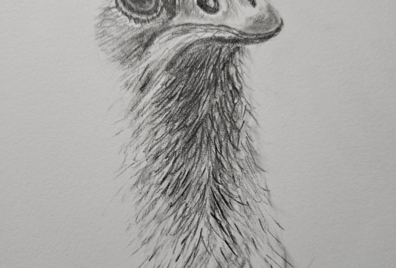 Ostrich in pencil