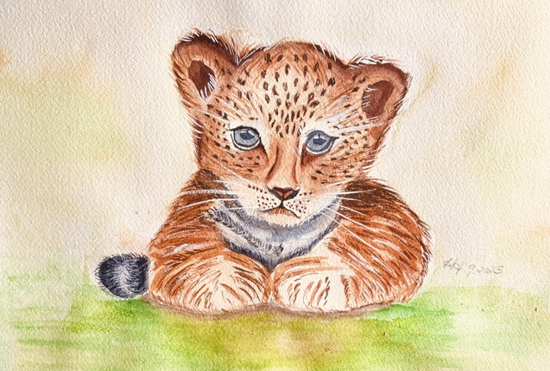 Curious Cub