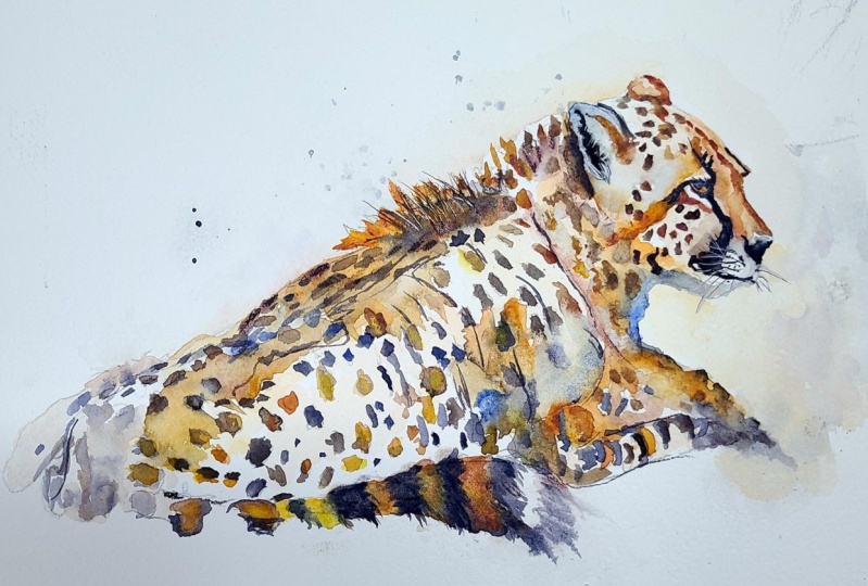 Cheetah